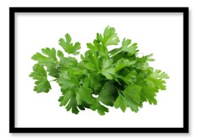 PNG Fresh parsley herb leaf herbs plant white background.