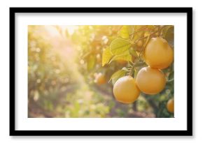 Mature yellow grapefruit suspended from a branch in a lively citrus grove.