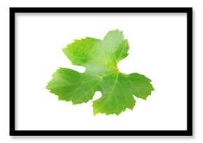 One grape leaf cutout