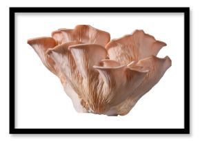 Isolated pink oyster mushroom cut out on white background.