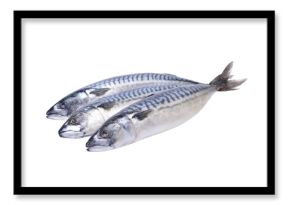 Fresh fish mackerel on a white background