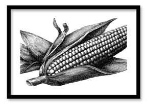 Engraved elote corn illustration in black line art for prints and cards