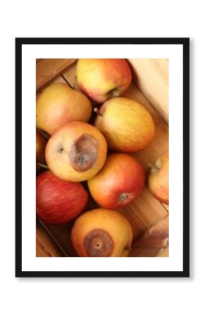 Damaged and rotten apples in wooden crate, closeup