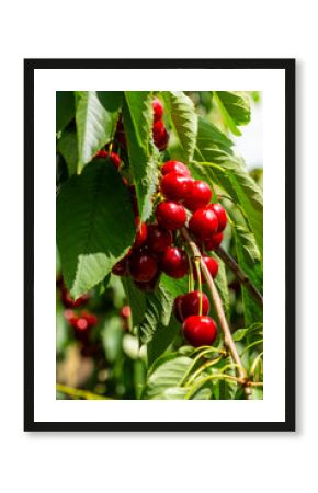 Lush, ripe cherries hang from a branch in a vibrant orchard. The sunlit setting highlights the rich red color of the cherries against the green foliage, capturing the essence of harvest season