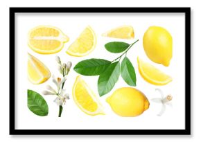 Fresh lemons, green leaves and flowers on white background, collage. Citrus fruit