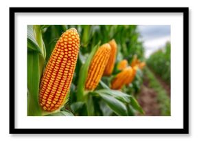 Ripe corn cobs growing in agricultural field