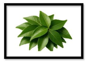 Whole curry leaves in a small heap
