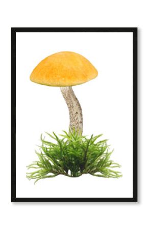 Edible mushroom with orange capped isolated on transparent background. Leccinum aurantiacum mushroom