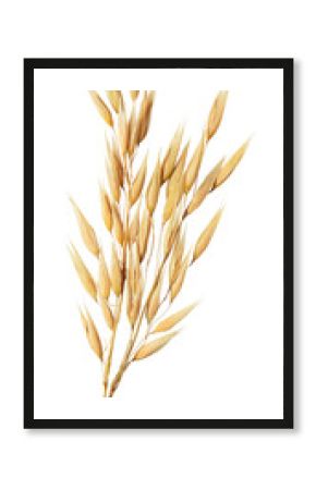 oat plant