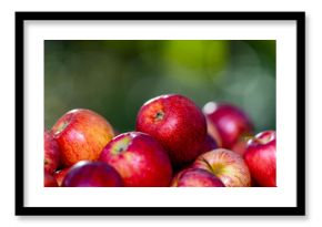 Fresh apples in basket on wooden table. Organic apples harvested from farm. Ripe organic apple. Summer harvest with fresh red apples. Basket full of fresh apples.
