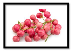 Fresh pink peppercorns on branch isolated on white background. File contains clipping paths.