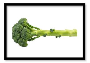 Fresh green broccoli stem isolated on transparent background with natural texture
