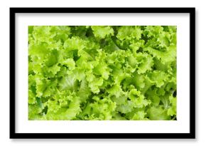 Green Oak Lettuce Texture Background, Close-Up of Organic Green Oak Salad Leaves