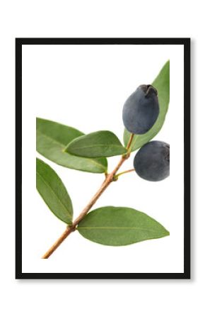 Myrtle branch with berries