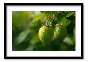Close-up of Sukun fruits surrounded by lush greenery, highlighting their natural beauty, summer season