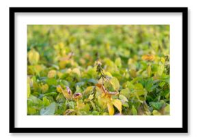 Ripe soybean field in golden light showing dense yellowgreen foliage, scattered pods and soft background bokeh conveying late-season harvest calm and abundant crop texture