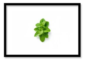 Fresh lemon balm bunch used as a herbal remedy, suitable for natural wellness practices