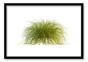 Carex elata tree, front view, 4k png, transparent background, cutout isolate, Close-up of a green plant with intricate root system, nature's beauty, botanical illustration, organic growth