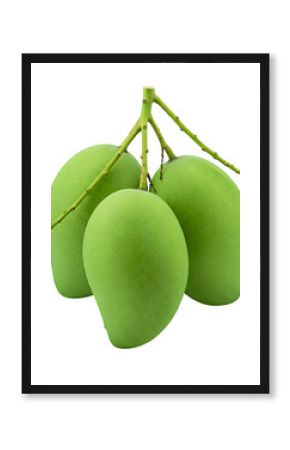 A bunch of green mangoes hanging freely on a white background.