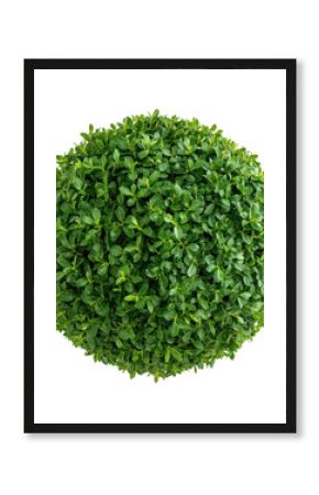 PNG Round shaped bush plant vegetation decoration.