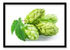 Fresh green hops or hop cone flowers with leaves on white background. File contains clipping path.