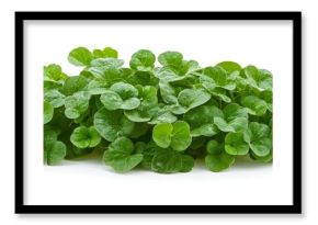 Fresh Green Centella Asiatica Leaves Isolated on a White Background, Herb and Medicine