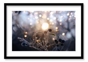 Winter solstice in snowy forest or park natural scene. Hibernal solstice. Sparkling snow in the snowy forest and low sun