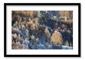 Snow capped forest in the Pyrenees