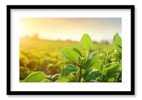 Soybean plant in agricultural field farming and protecting crops