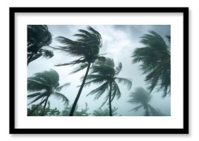 Coconut palm trees being blown by strong winds in a tropical storm under an overcast sky.