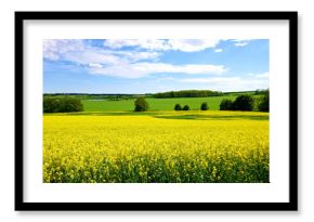 Yellow, field or environment with grass for flowers, agro farming or sustainable growth in nature. Background, canola plants and landscape of meadow, lawn or natural pasture for crops and ecology