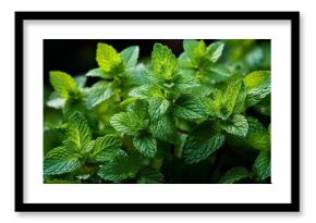 peppermint plant scient. name Mentha piperita, AI generated