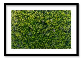 Amazing abundant mangrove forest, Aerial view of forest trees Rainforest ecosystem and healthy environment background, Texture of green trees forest top down, High angle view