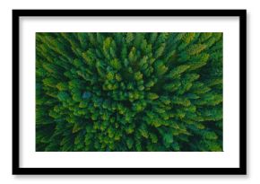 Aerial top view green forest and green trees in rural Altai, Drone photo