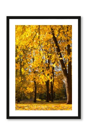 Scenic Autumn landscape with orange yellow trees