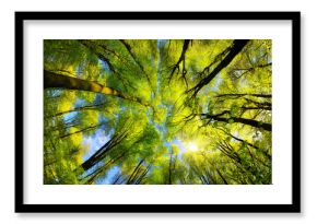 Majestic ultra wide angle worms-eye view to the illuminated green canopy in a beech forest with fresh bright foliage, sun rays and clear blue sky