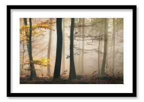 Fairytale mood in a forest in autumn, with the mystical sunlight illuminating the fog behind the tree trunks, wide panorama