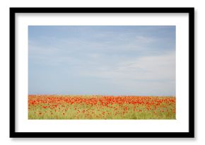 Red poppy field