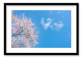 満開の桜と青空