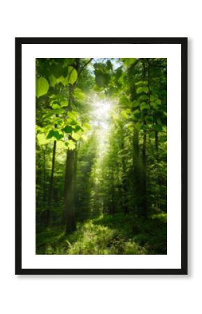 Scenic woodland scene with bright green leaves framing the sun, beautiful beams of light and silhouettes of tree trunks. 