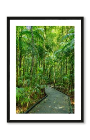 Pfad im Nuderim Rein Forest im Hinterland von Sunshine Coast, Australien