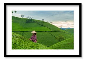 Asian woman harvesting tea leaves with traditional picking on Long Coc Tea Hill in farmland