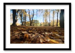 autumn park, nature landscape, trees in a seasonal background