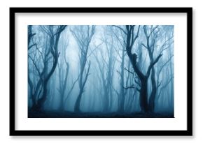 The haunting beauty of a foggy forest with twisted trees and mysteries.