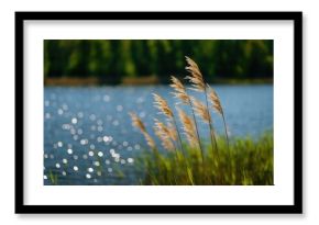 Tall grasses along the water's edge dance in the breeze under a sunny sky, with a blurred background.