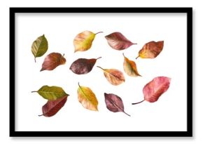 Leaves group leaves leaf collection.