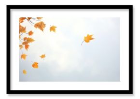 Autumn leaves backgrounds plant maple.