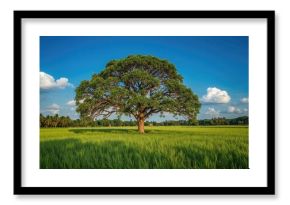 Solitary tree surrounded by vast rice cultivation