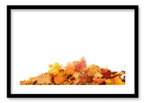  Falling autumn maple leaves isolated on transparent background