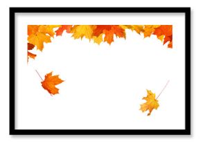 Beautiful yellow,red,orange foliage isolated. Natural background. Border frame of colorful leaves. Vibrant fall colors  